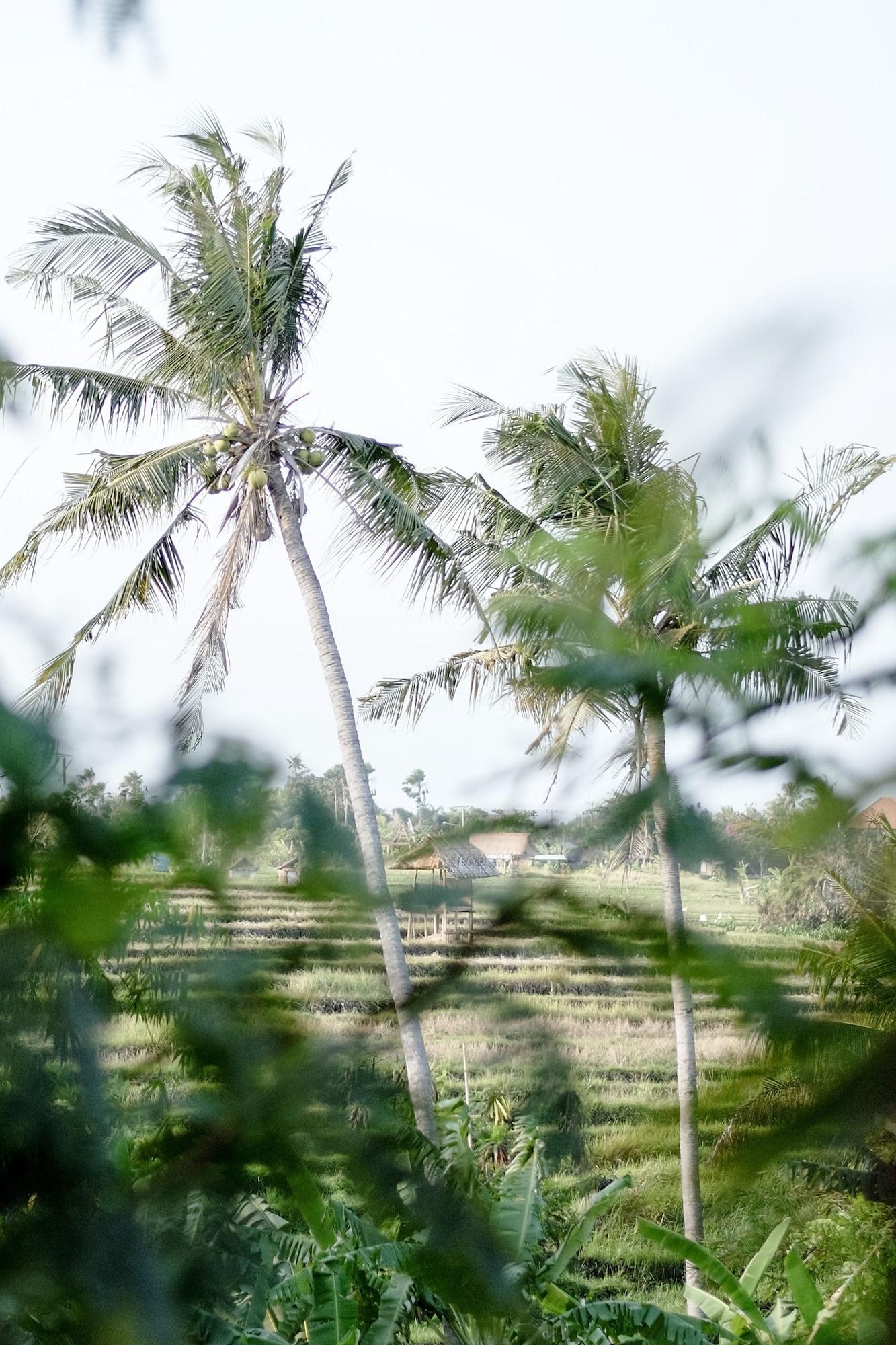 Planta Boutique Resort Canggu Exterior foto